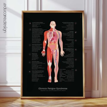 Menopause and Andropause anatomy chart for clinics Menopause and Andropause anatomy chart for clinics